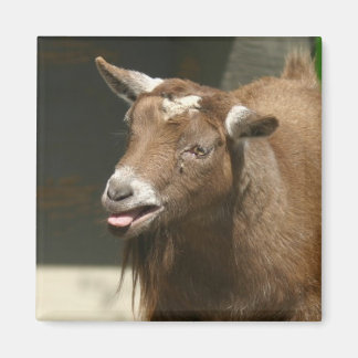 pygmy goat magnet
