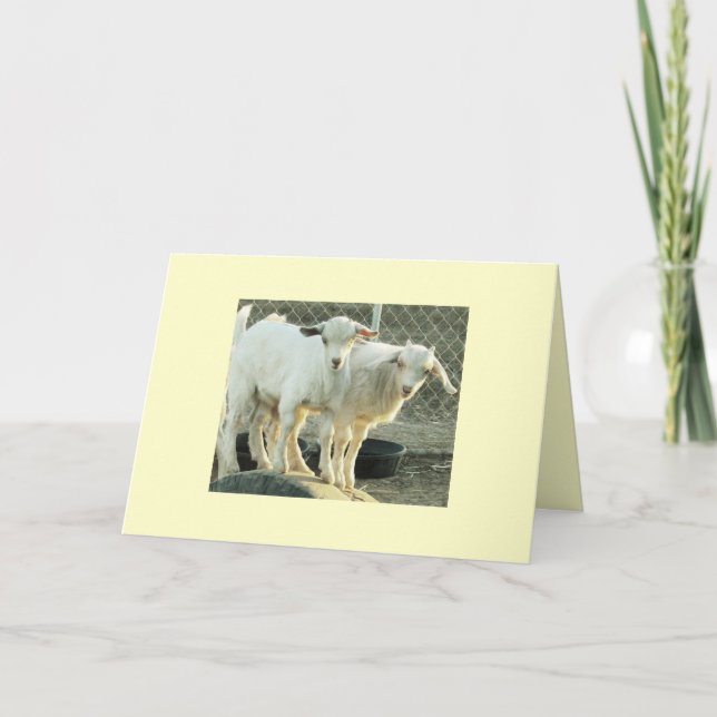 Pygmy Goat Twins Card (Front)