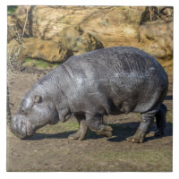 Pygmy hippo ceramic tile