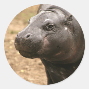 Pygmy Hippo Sticker