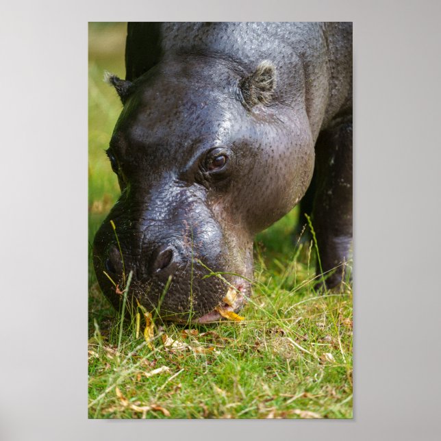 Pygmy Hippopotamus Poster (Front)
