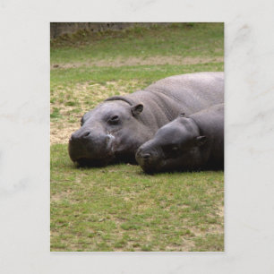 Pygmy hippos postcard