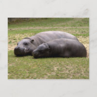 Pygmy hippos