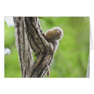 Pygmy Marmoset