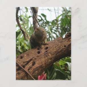 Pygmy Marmoset # 7 Postcard