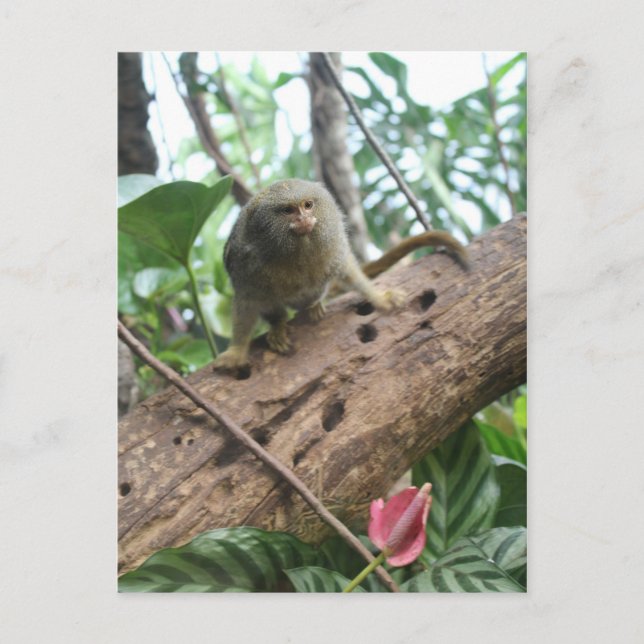 Pygmy Marmoset # 8 Postcard (Front)
