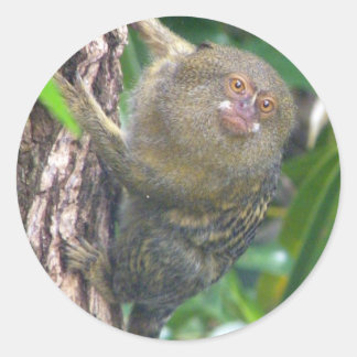 Pygmy Marmoset Classic Round Sticker