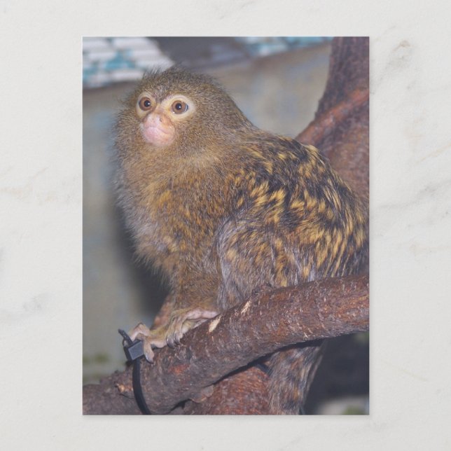 Pygmy Marmoset Portrait Postcard (Front)