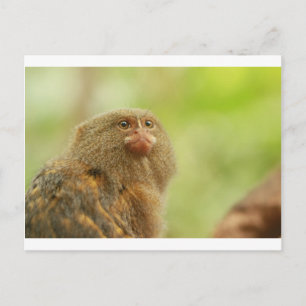 Pygmy Marmosets Postcard