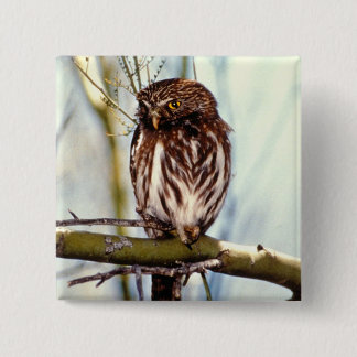 Pygmy Owl 15 Cm Square Badge