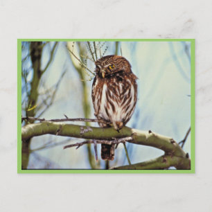 Pygmy Owl Postcard