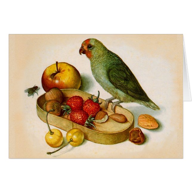 Pygmy Parrot With Fruit and Nuts (Front Horizontal)