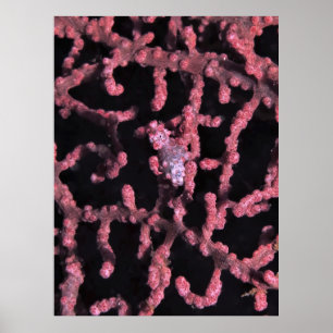 Pygmy Seahorse Poster