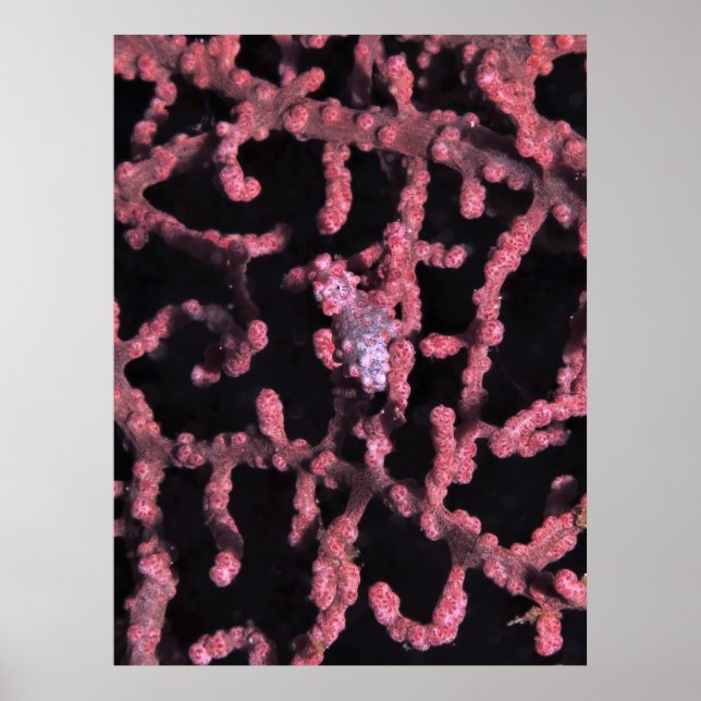 Pygmy Seahorse Poster (Front)