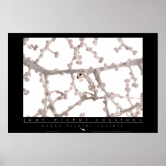 Pygmy Seahorse Poster