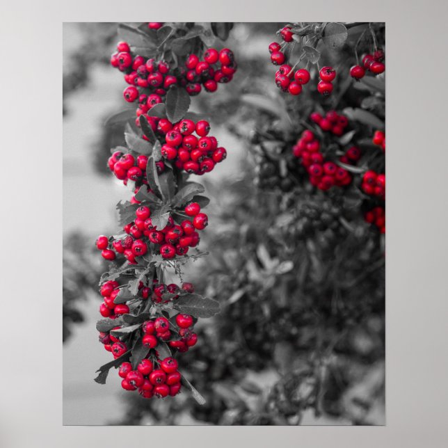 Pyracantha Berry Wall Art Poster (Front)