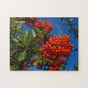 Pyracantha Coccinea / Scarlet Firethorn Jigsaw Puzzle