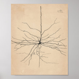 Pyramida Neuron Drawing By Santiago Ramón Y Cajal Poster