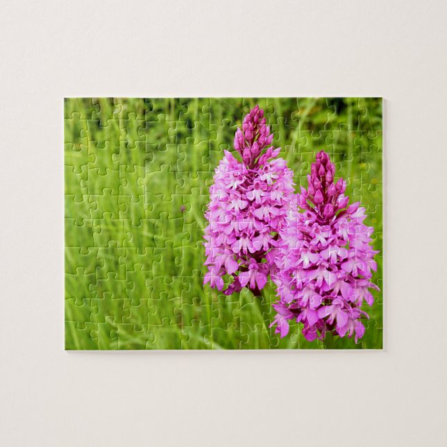 Pyramidal Orchid Photo Puzzle (Horizontal)
