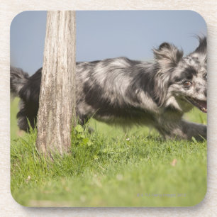 Pyrenean Shepherd goes round the pole Coaster