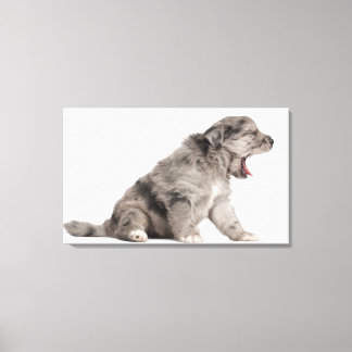 Pyrenean Shepherd puppy (4 weeks) yawning Canvas Print