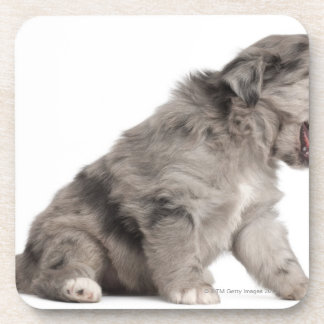 Pyrenean Shepherd puppy (4 weeks) yawning Coaster