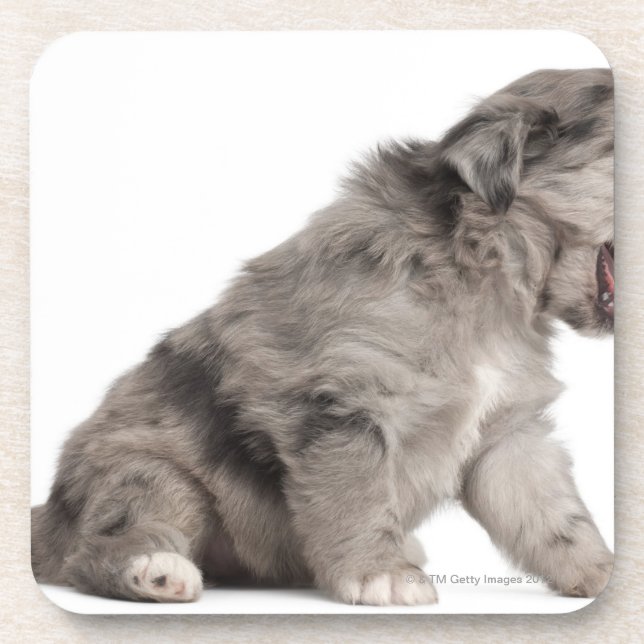 Pyrenean Shepherd puppy (4 weeks) yawning Coaster (Front)