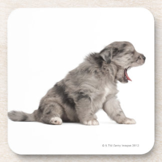 Pyrenean Shepherd puppy (4 weeks) yawning Coaster