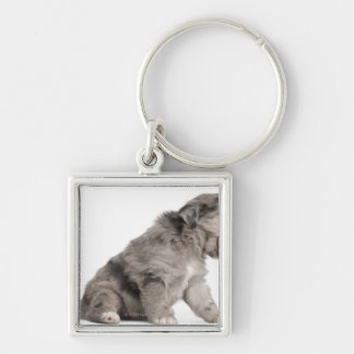 Pyrenean Shepherd puppy (4 weeks) yawning Key Ring