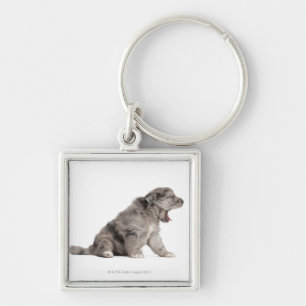 Pyrenean Shepherd puppy (4 weeks) yawning Key Ring