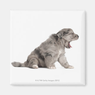 Pyrenean Shepherd puppy (4 weeks) yawning Magnet