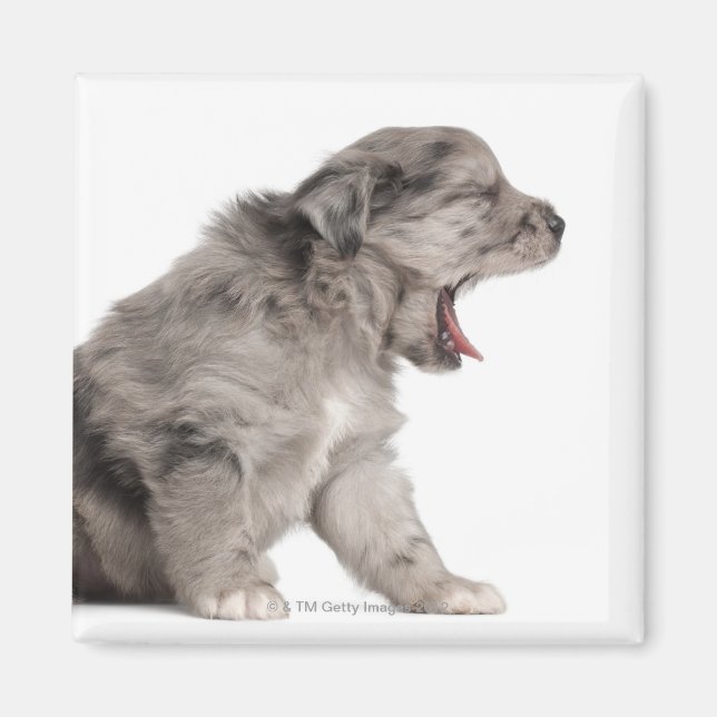 Pyrenean Shepherd puppy (4 weeks) yawning Magnet (Front)