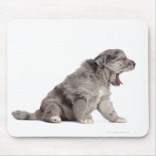 Pyrenean Shepherd puppy (4 weeks) yawning Mouse Pad