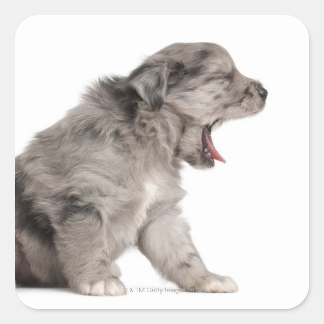 Pyrenean Shepherd puppy (4 weeks) yawning Square Sticker (Front)