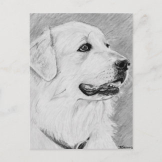 PyreneanMountainDog.jpg Postcard