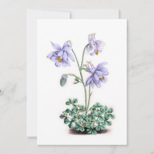 Pyrenees Columbine - Aquilegia pyrenaica