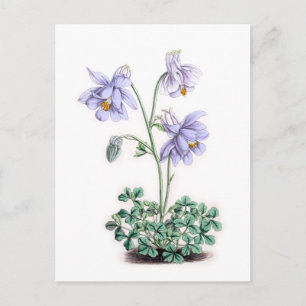 Pyrenees Columbine - Aquilegia pyrenaica Postcard