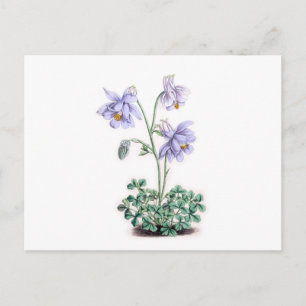 Pyrenees Columbine - Aquilegia pyrenaica Postcard