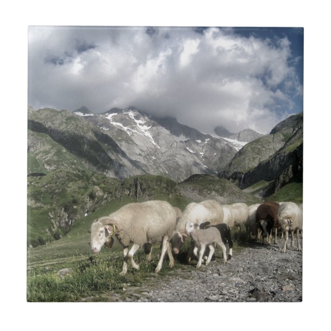 pyrenees landscape tile (Front)