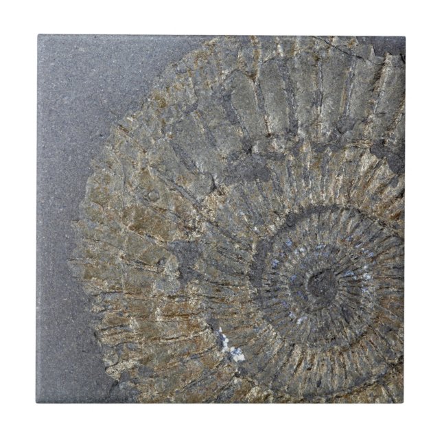 Pyritised Ammonite Tile (Front)