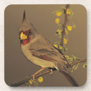 Pyrrhuloxia, Cardinalis sinuatus Coaster