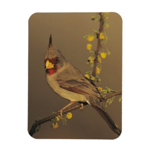 Pyrrhuloxia, Cardinalis sinuatus Magnet