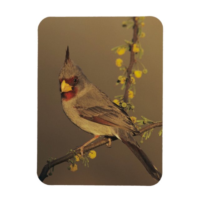 Pyrrhuloxia, Cardinalis sinuatus Magnet (Vertical)