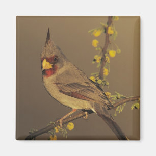 Pyrrhuloxia, Cardinalis sinuatus Magnet