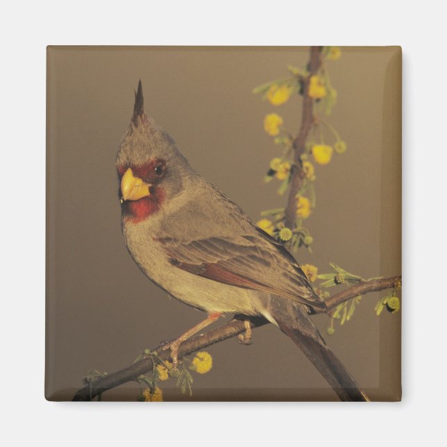 Pyrrhuloxia, Cardinalis sinuatus Magnet (Front)
