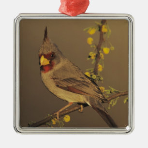 Pyrrhuloxia, Cardinalis sinuatus Metal Tree Decoration