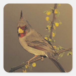 Pyrrhuloxia, Cardinalis sinuatus Square Sticker