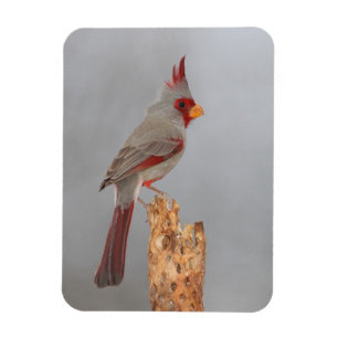 Pyrrhuloxia on a branch magnet