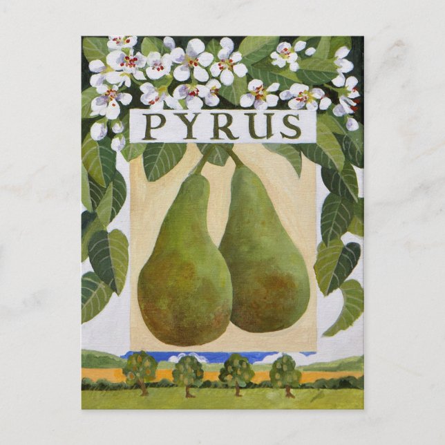 Pyrus Postcard (Front)