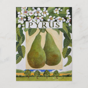 Pyrus Postcard